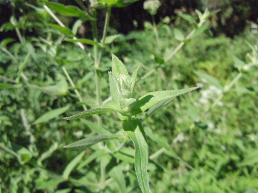 Lythrum salicaria / Salcerella comune